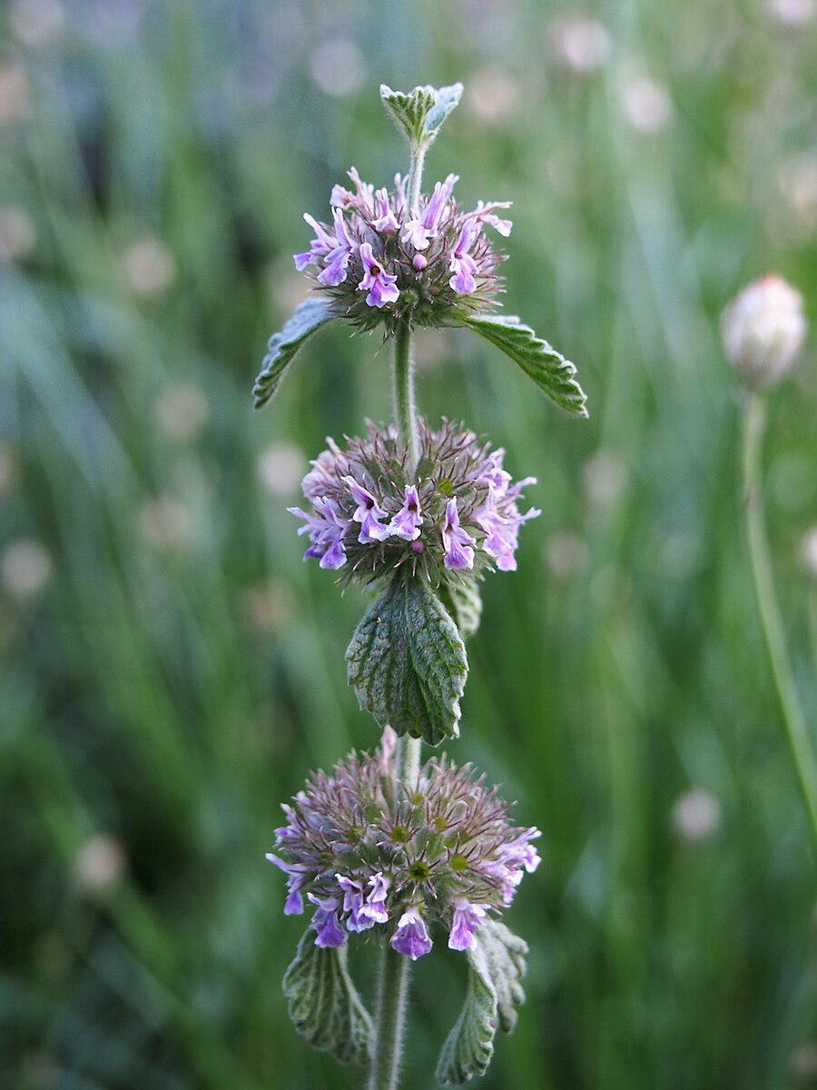 A close-up of a horehound plant with purple flowers and green leaves.