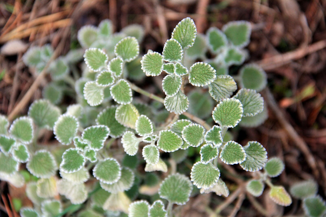 close up of fuzzy foliage of Marrubium vulgare (white horehound)