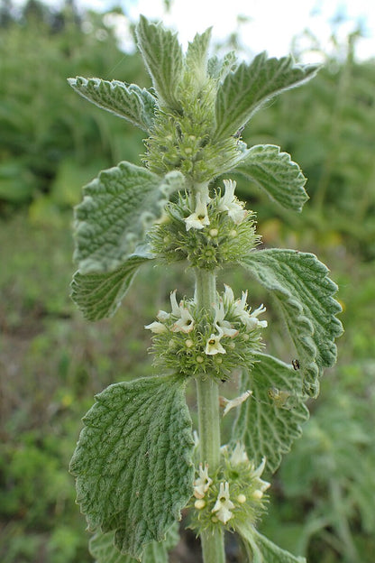 A close-up of white horehound plant with green leaves and clusters of small white flowers.