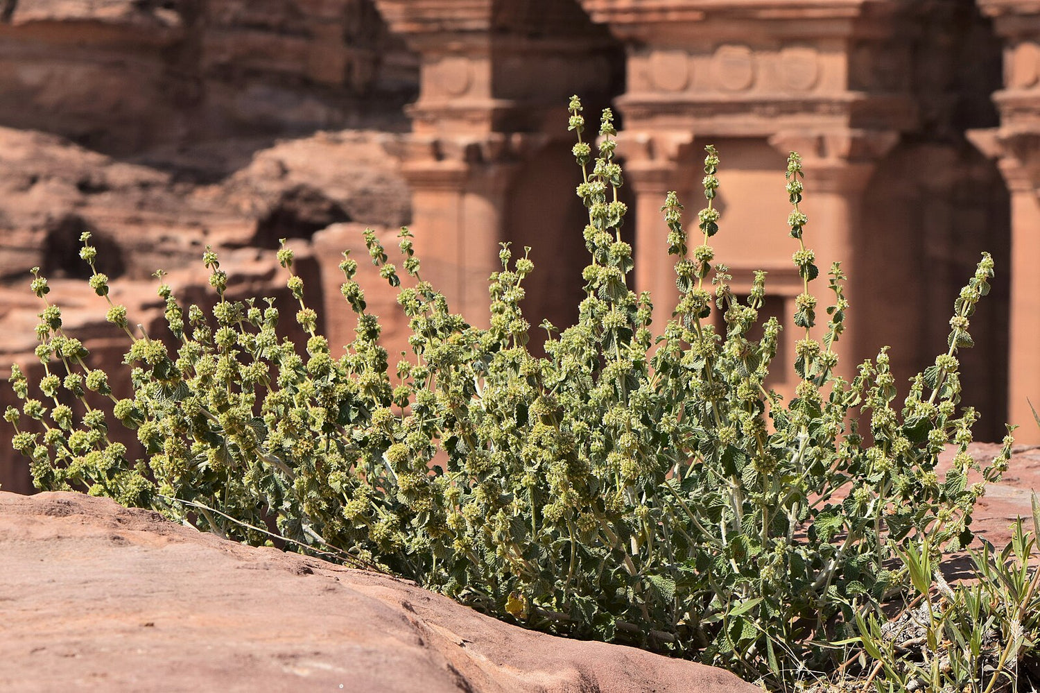 Marrubium vulgare (white horehound) growing in a desert setting