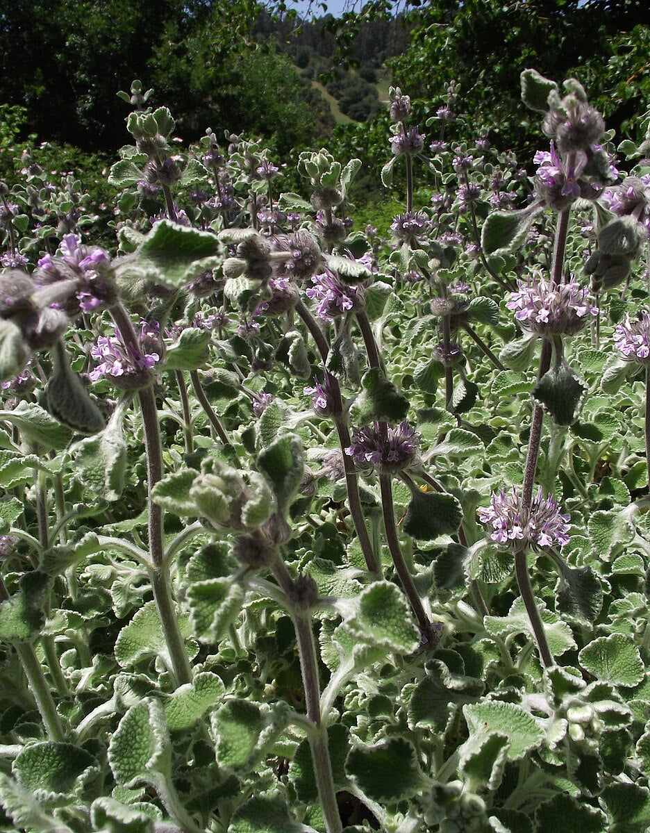 A close up of fuzzy silver foliage and pink blooms of Marrubium supinum, commonly known as scallop shell horehound