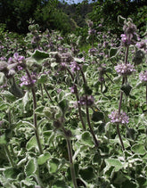 A close up of fuzzy silver foliage and pink blooms of Marrubium supinum, commonly known as scallop shell horehound