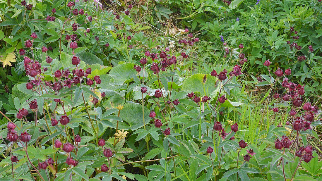 Crimson flowers of marsh cinquefoil (Potentilla palustris) growing in a green garden
