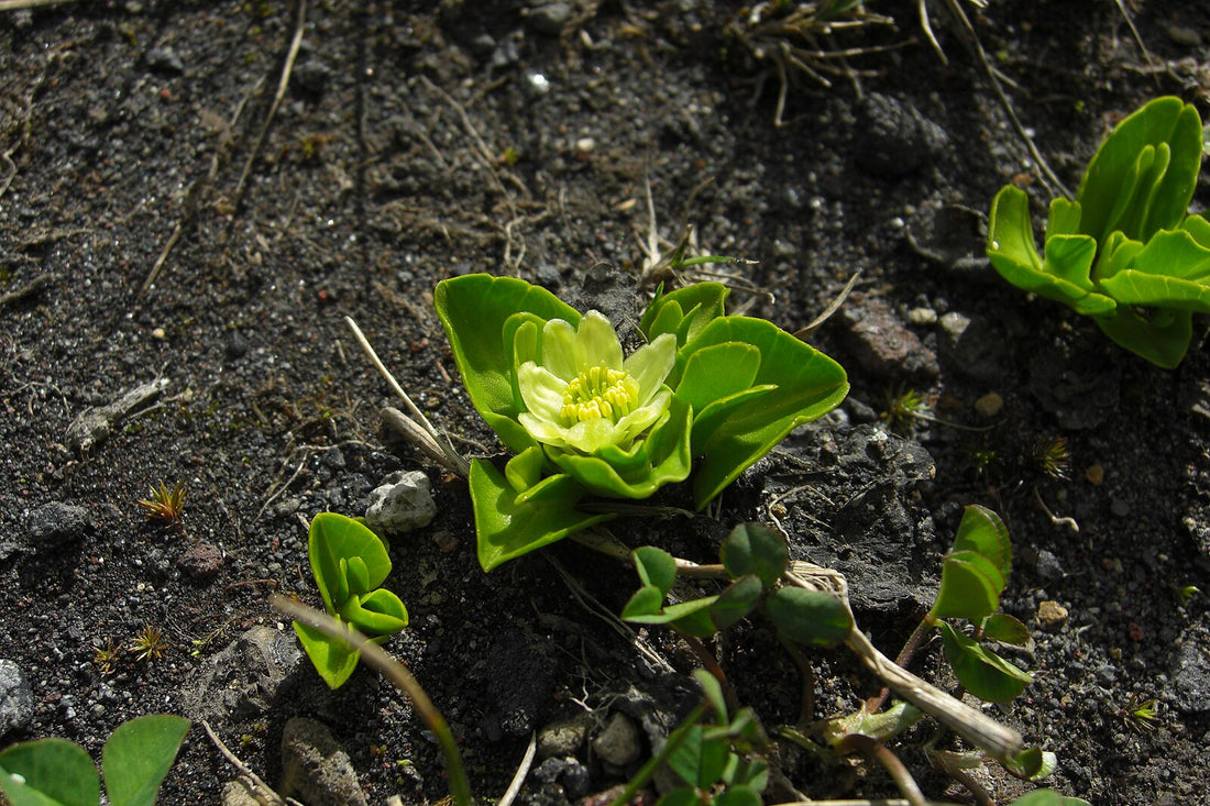 Marsh marigold flower