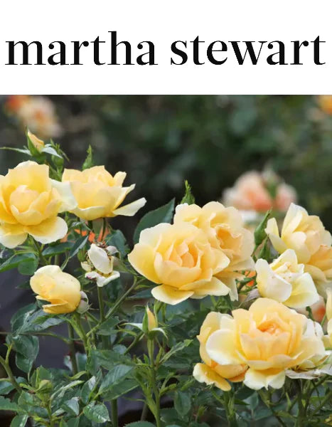 MARTHA STEWART: 8 Plants You Should Never Grow Next to Roses by Emily Hayes