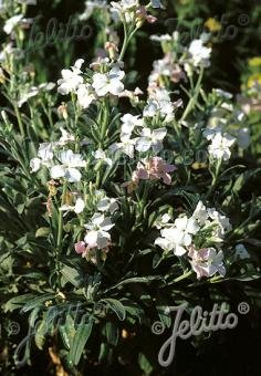 Matthiola incana &