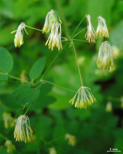 Close-up of small yellow flowers of Thalictrum pubescens, commonly known as king of the meadow, on a green plant with a scale bar indicating 5 mm.
