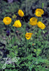 Meconopsis cambrica (Welsh poppy)