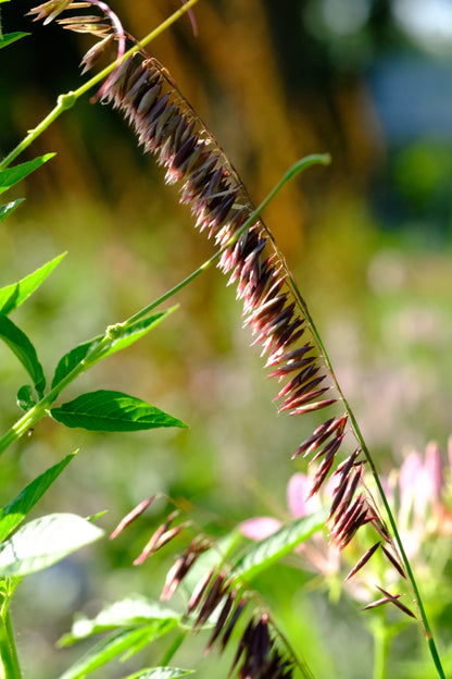 Melica altissima var. atropurpurea (Siberian melic) inflorescences