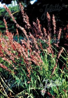 Melica altissima var. atropurpurea (Siberian melic) Jelitto