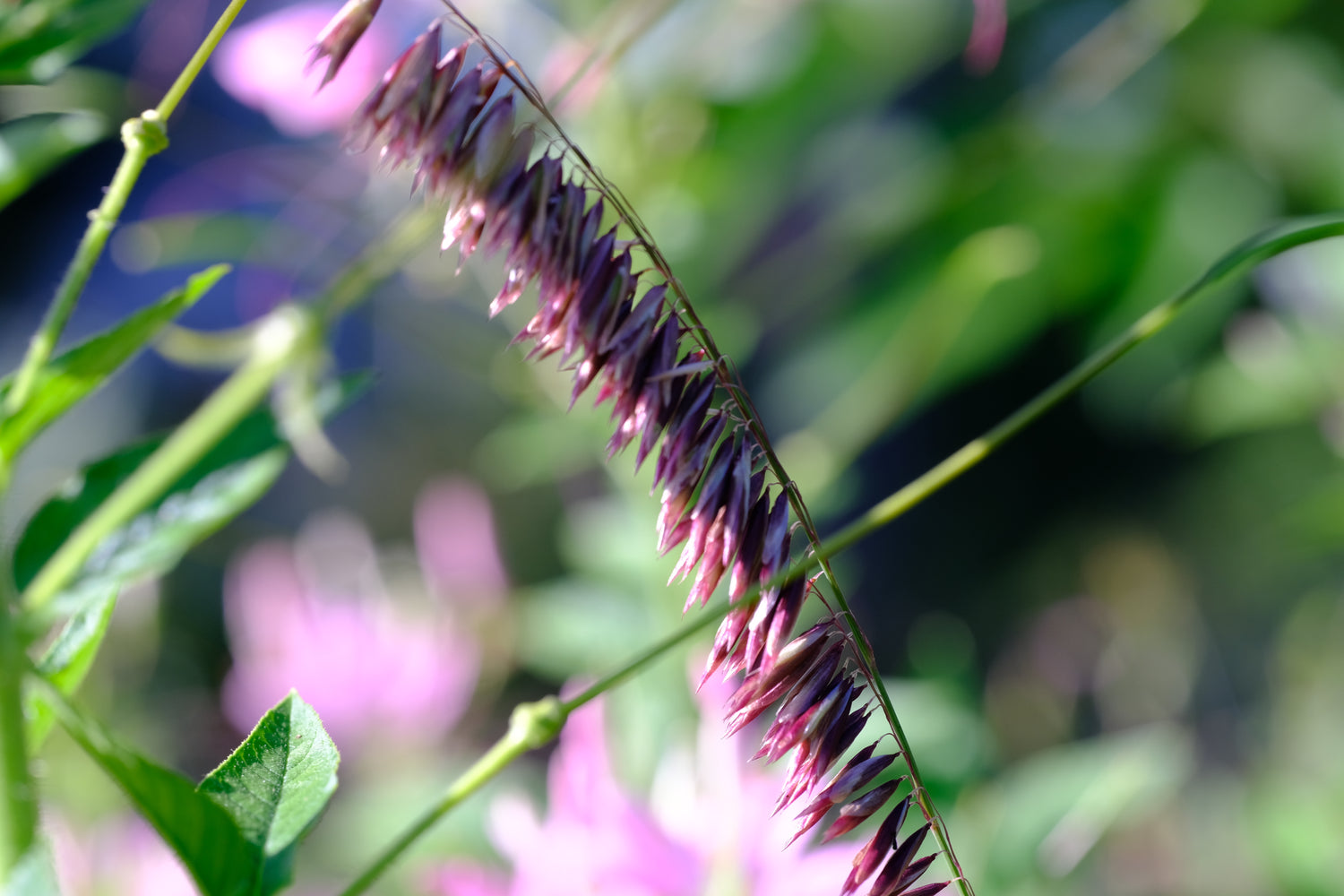 melica altissima var. atropurpurea Melica altissima var. atropurpurea