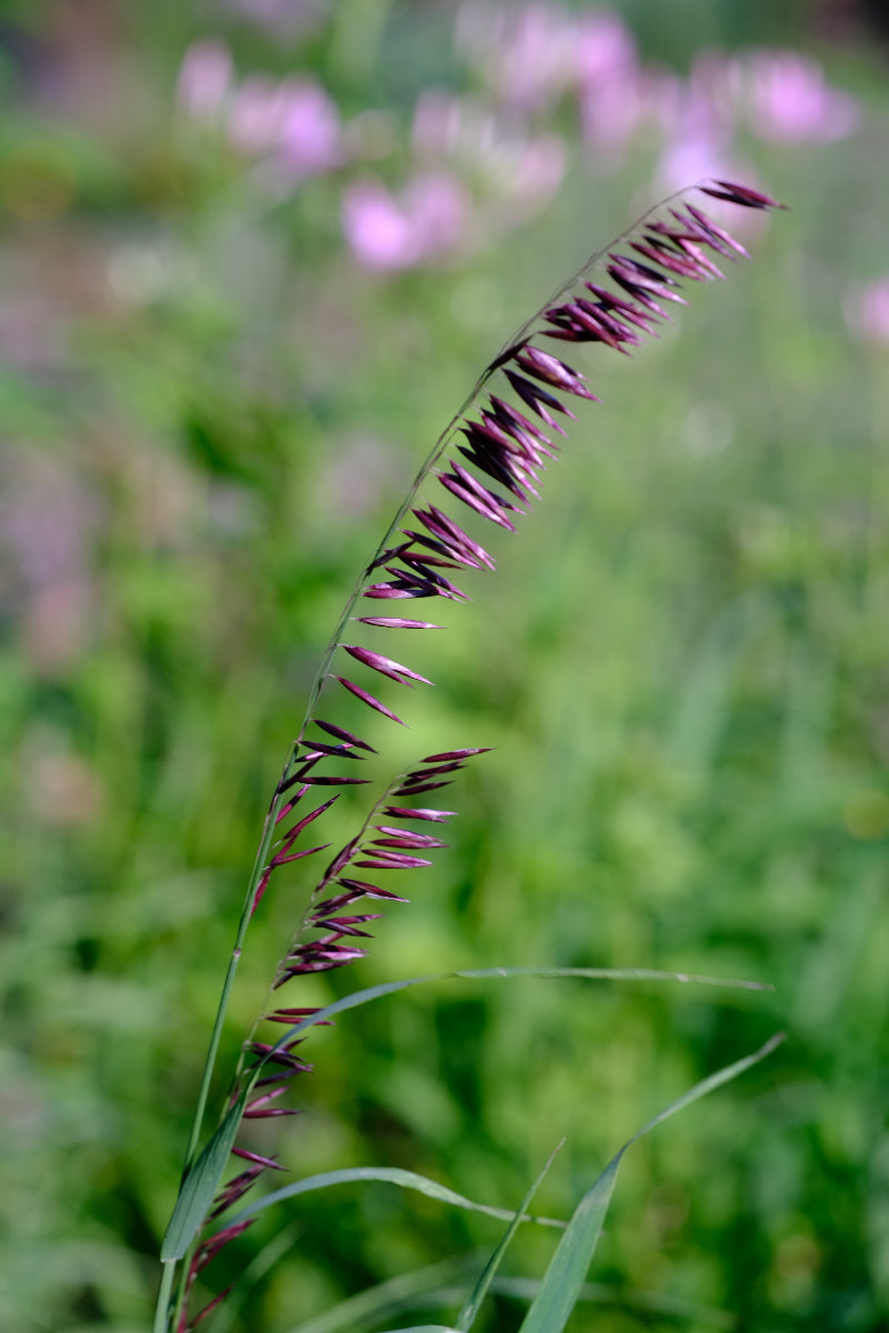 emoglobina altissima Melica altissima var. atropurpurea | Siberian melic