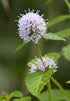 Mentha aquatica (water mint) pompom lilac flower