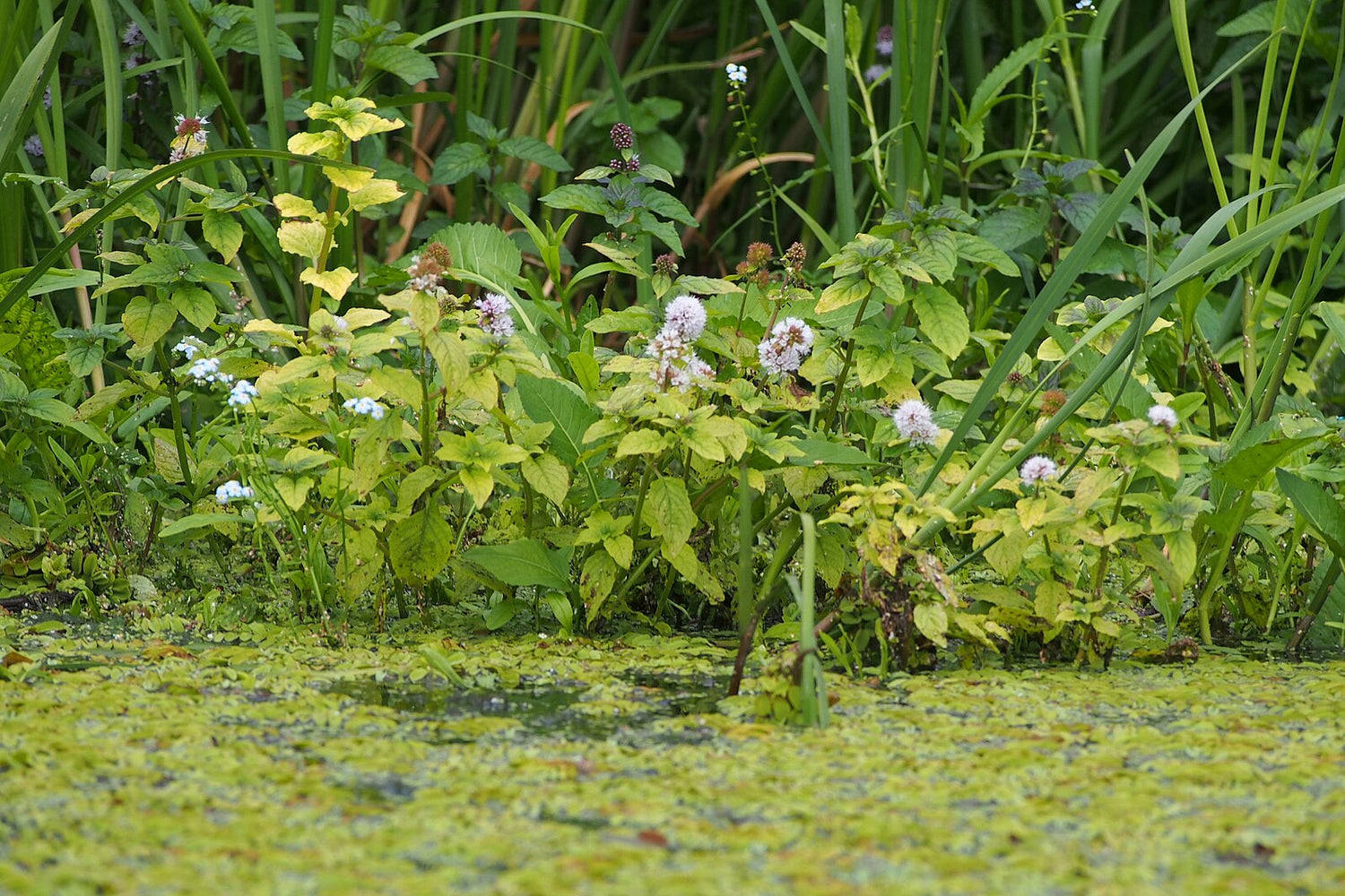 Mentha aquatica (water mint) pompom lilac flower in natural setting