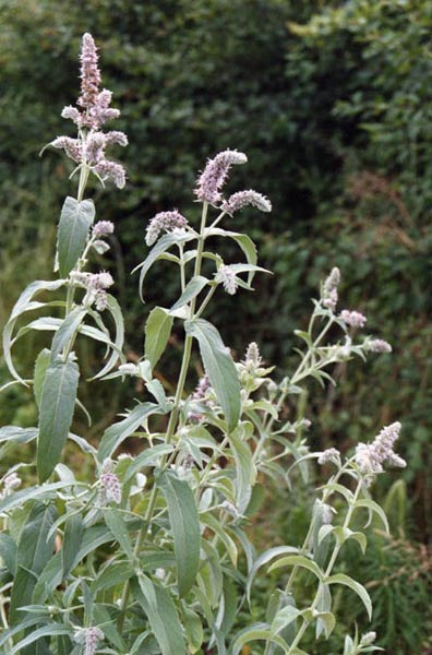 Mentha longifolia Buddleia Mint Group | Horse Mint buddleja like foliage and blooms 