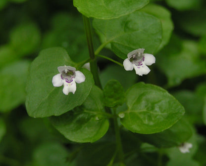 Small white Mentha requienii, commonly known as Corsican mint, flowers with purple centers on a green leafy background