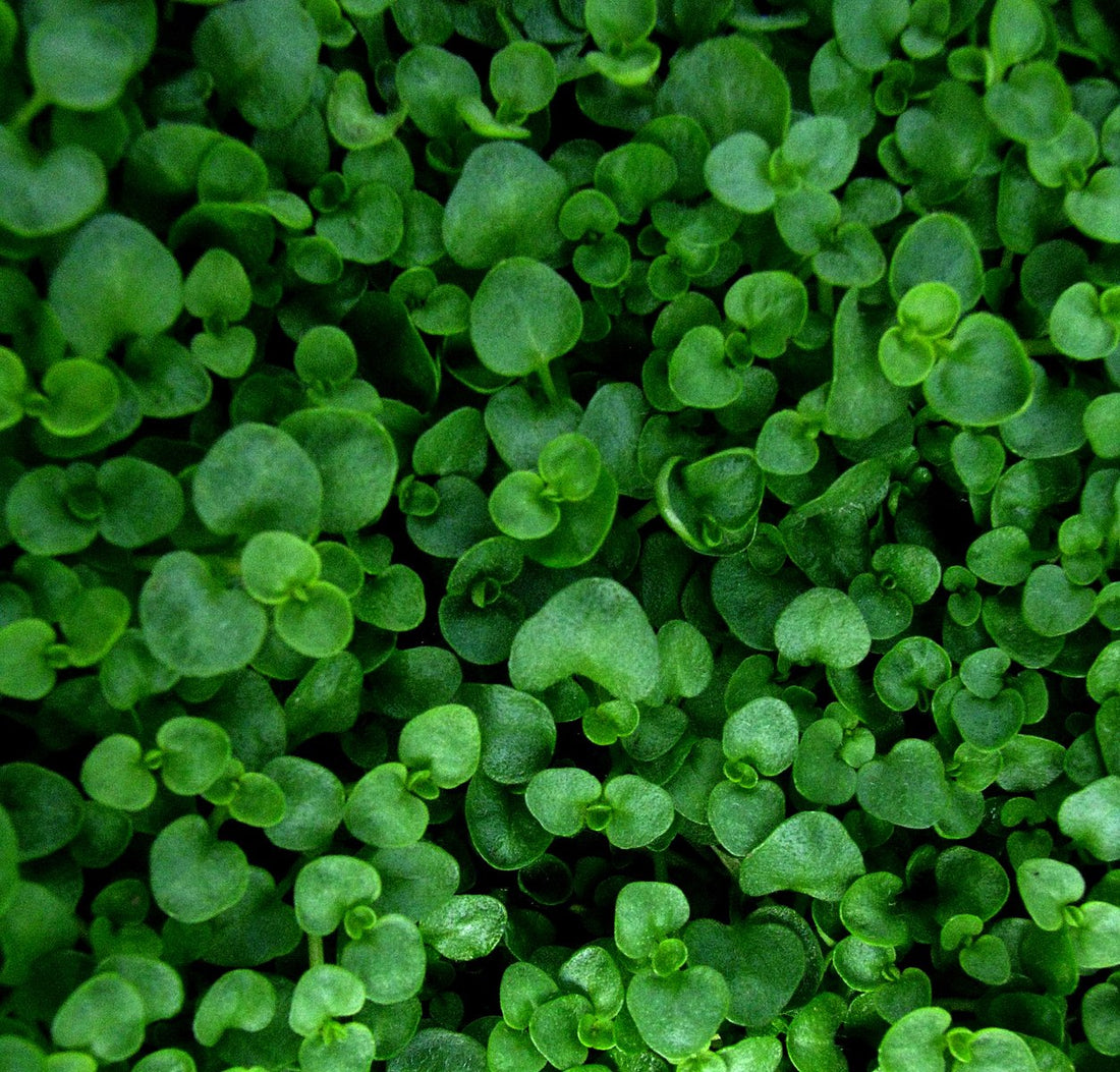 Close-up of a dense patch of Mentha requienii, commonly known as Corsican mint. 