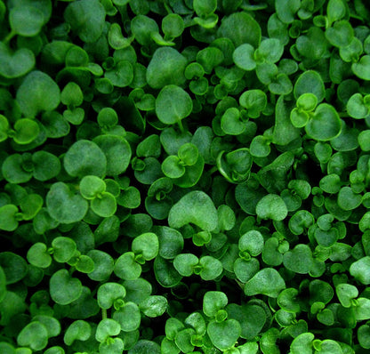Close-up of a dense patch of Mentha requienii, commonly known as Corsican mint. 