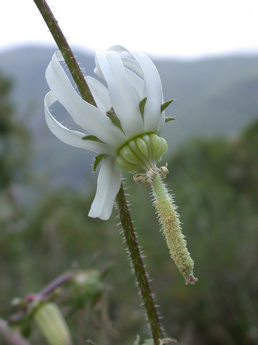A close-up of a white Michauxia campanuloides, commonly knon as Catherine wheel, flower with a green center and a elongated, hair-like structure below the flower.