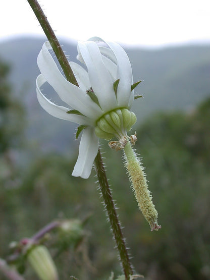 A close-up of a white Michauxia campanuloides, commonly knon as Catherine wheel, flower with a green center and a elongated, hair-like structure below the flower.