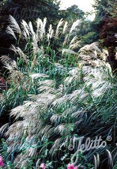 Miscanthus sinensis &