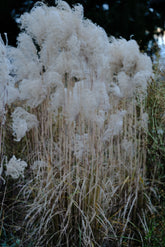 Miscanthus sinensis ‘Malepartus’ | Chinese Silver Grass winter blooms 