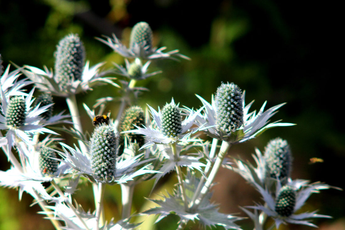 A side view of silver-white Eryngium giganteum, commonly known as Miss Wilmott&