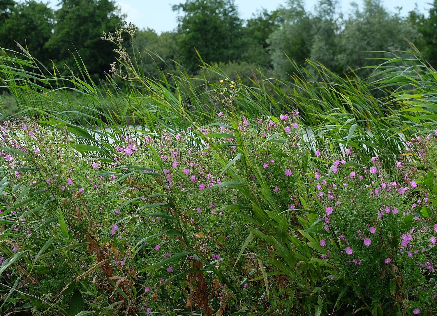 Green grasses with pink Epilobium hirsutum, commonly known as hairy willowherb, flowering plants and trees in the background