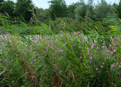 Green grasses with pink Epilobium hirsutum, commonly known as hairy willowherb, flowering plants and trees in the background