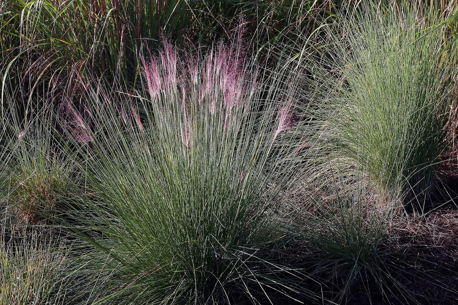 Molinia caerulea (purple moor grass) in bloom 