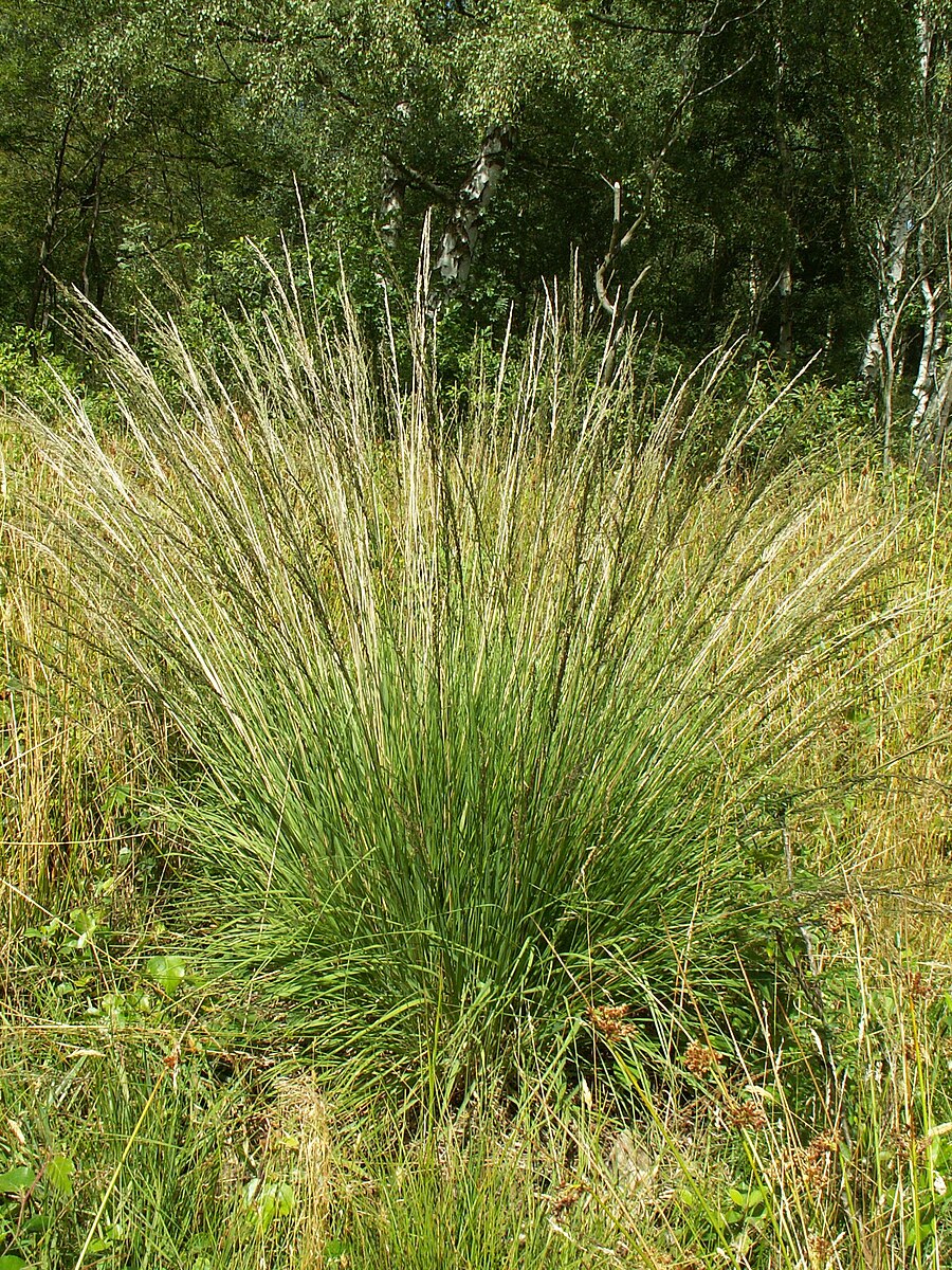 Molinia caerulea (purple moor grass) single specimen