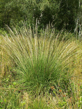 Molinia caerulea (purple moor grass) single specimen