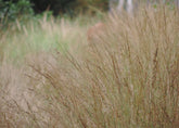 Molinia caerulea (purple moor grass) faded flowers