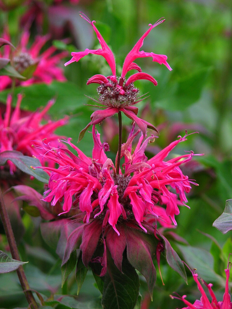 Monarda didyma &