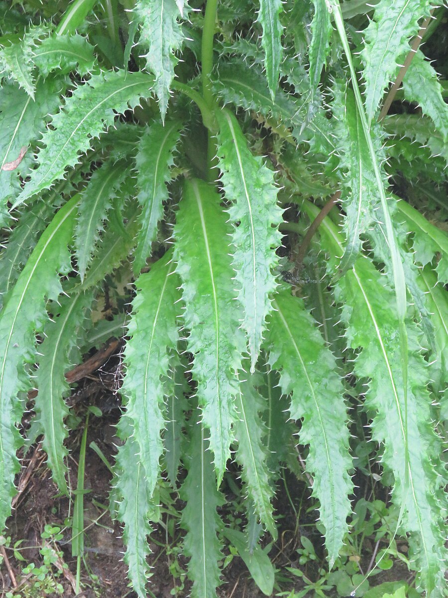 Morina longifolia (Himalayan whorlflower) foliage