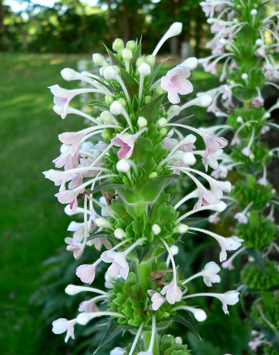 Morina longifolia (Himalayan whorlflower) flowers