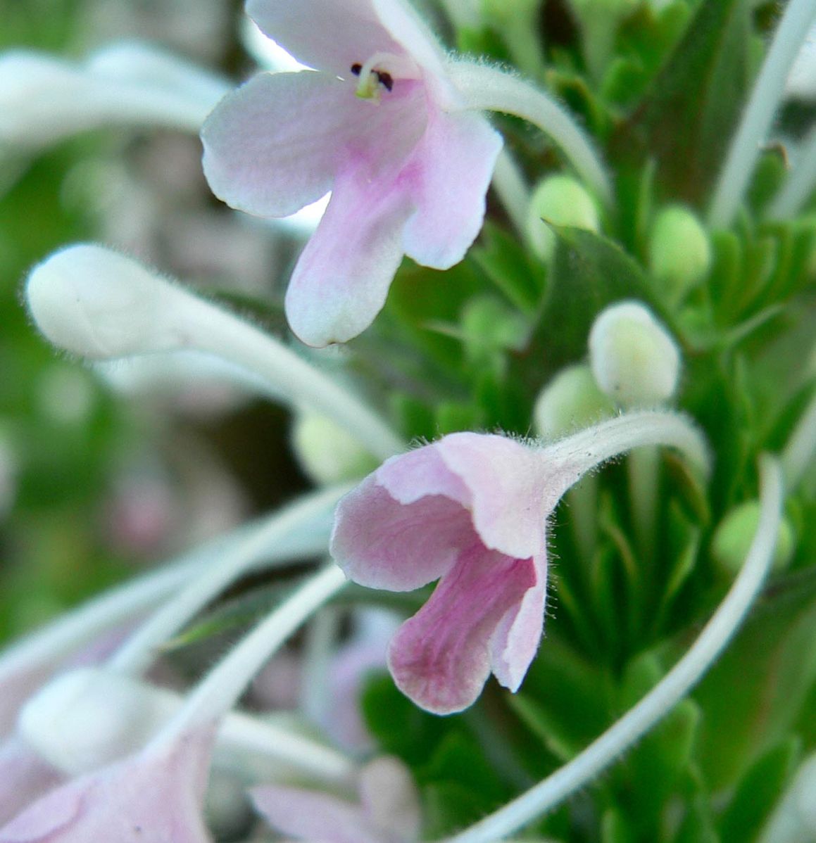 Morina longifolia (Himalayan whorlflower) close up of pollinated flowers