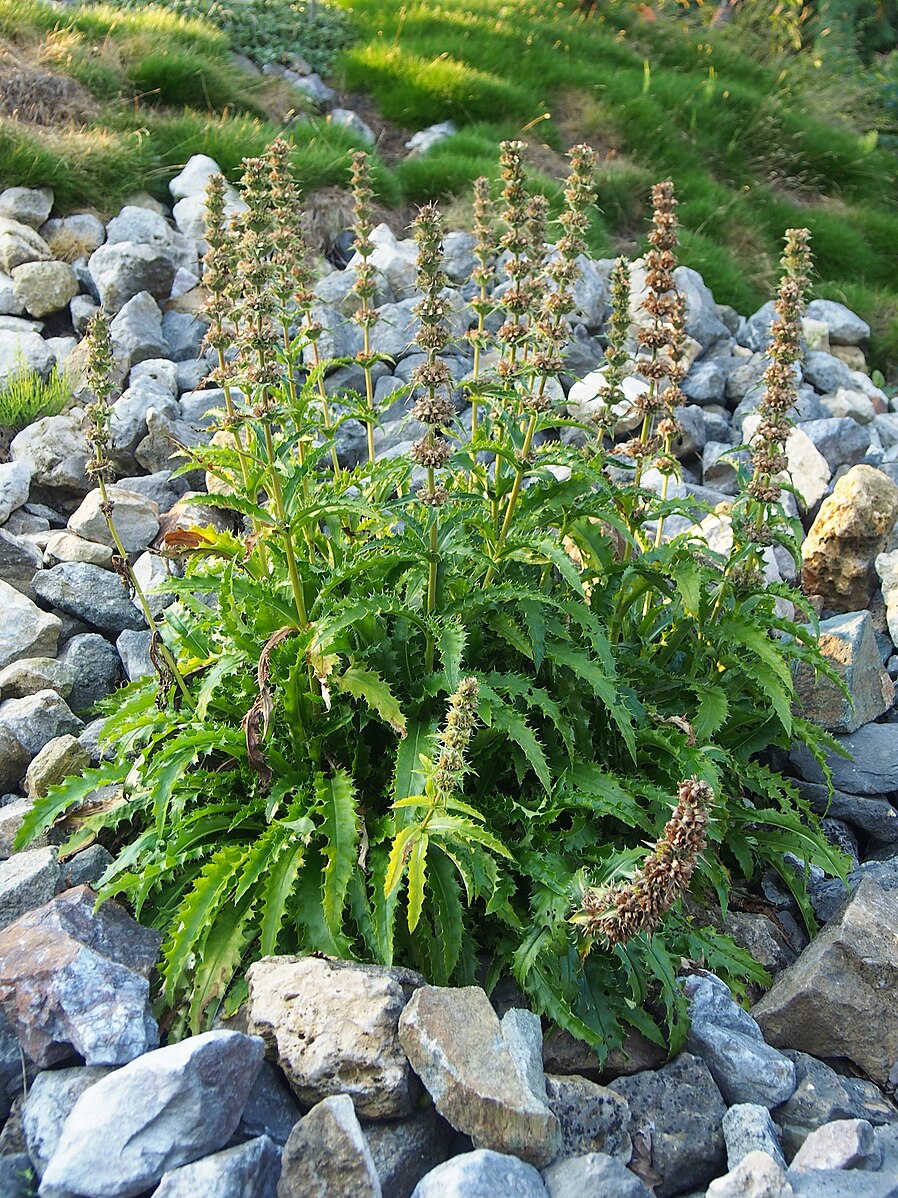 Morina longifolia (Himalayan whorlflower) on rocks