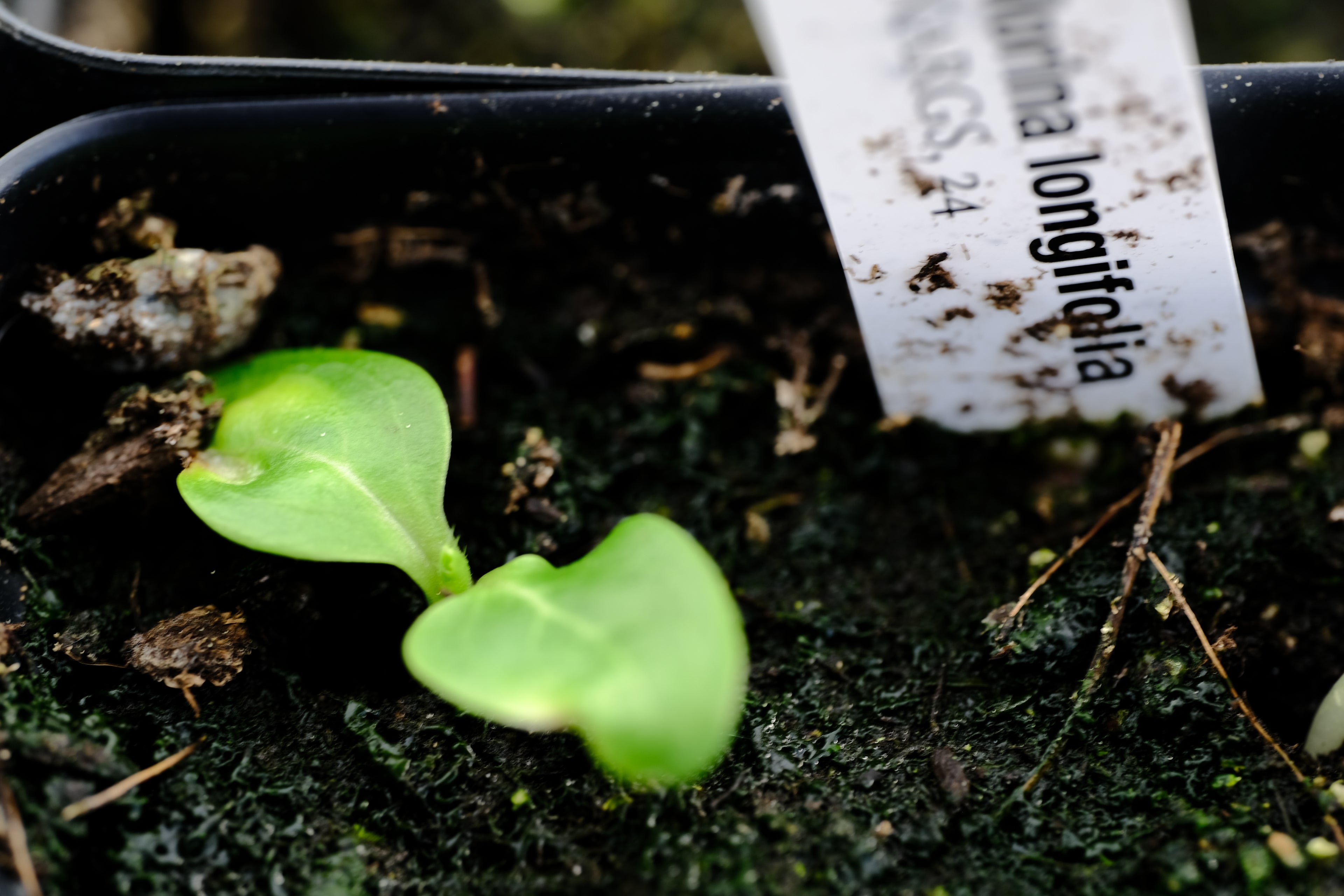Morina longifolia seedling