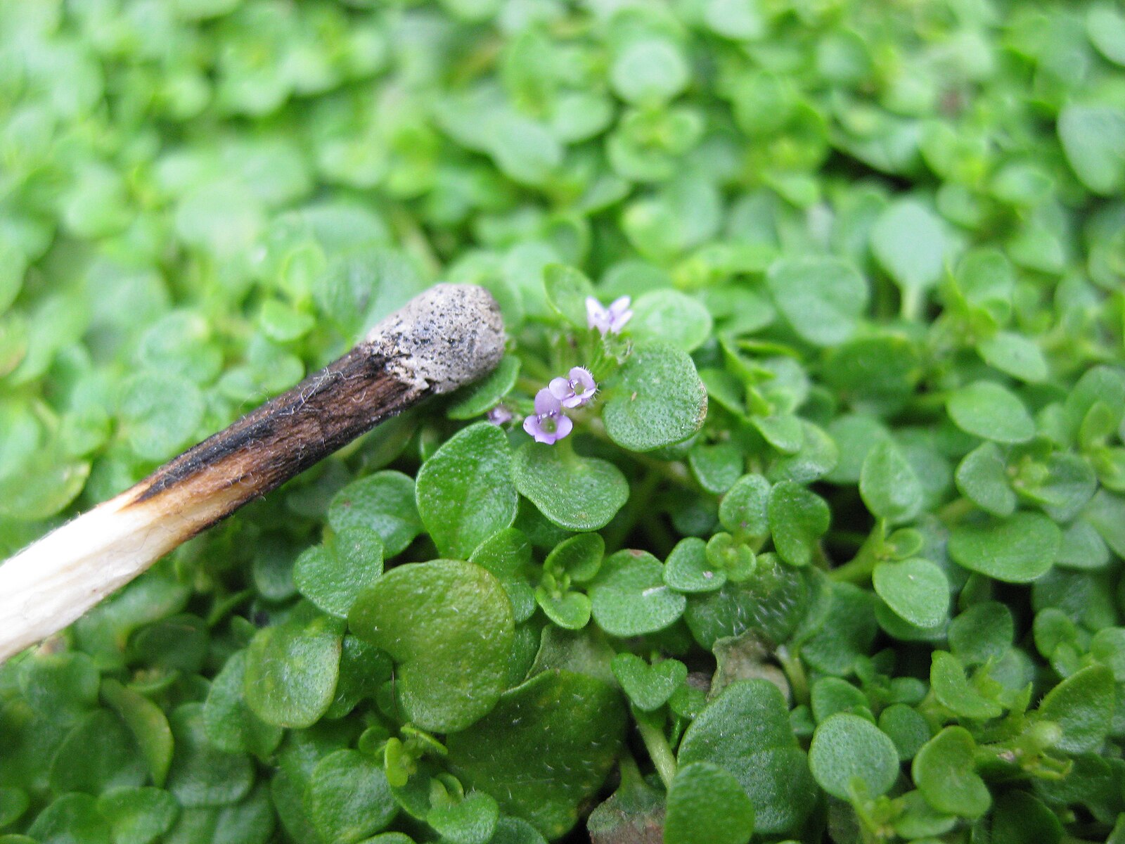 Scale of showing a burnt matchstick next to the lilac flowers of Mentha requienii, commonly known as Corsican mint.