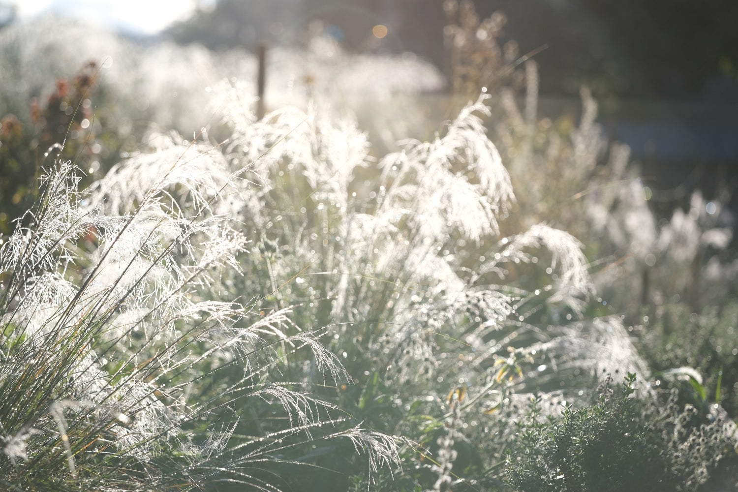 Muhlenbergia reverchonii &