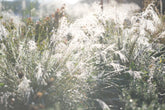 Muhlenbergia reverchonii &