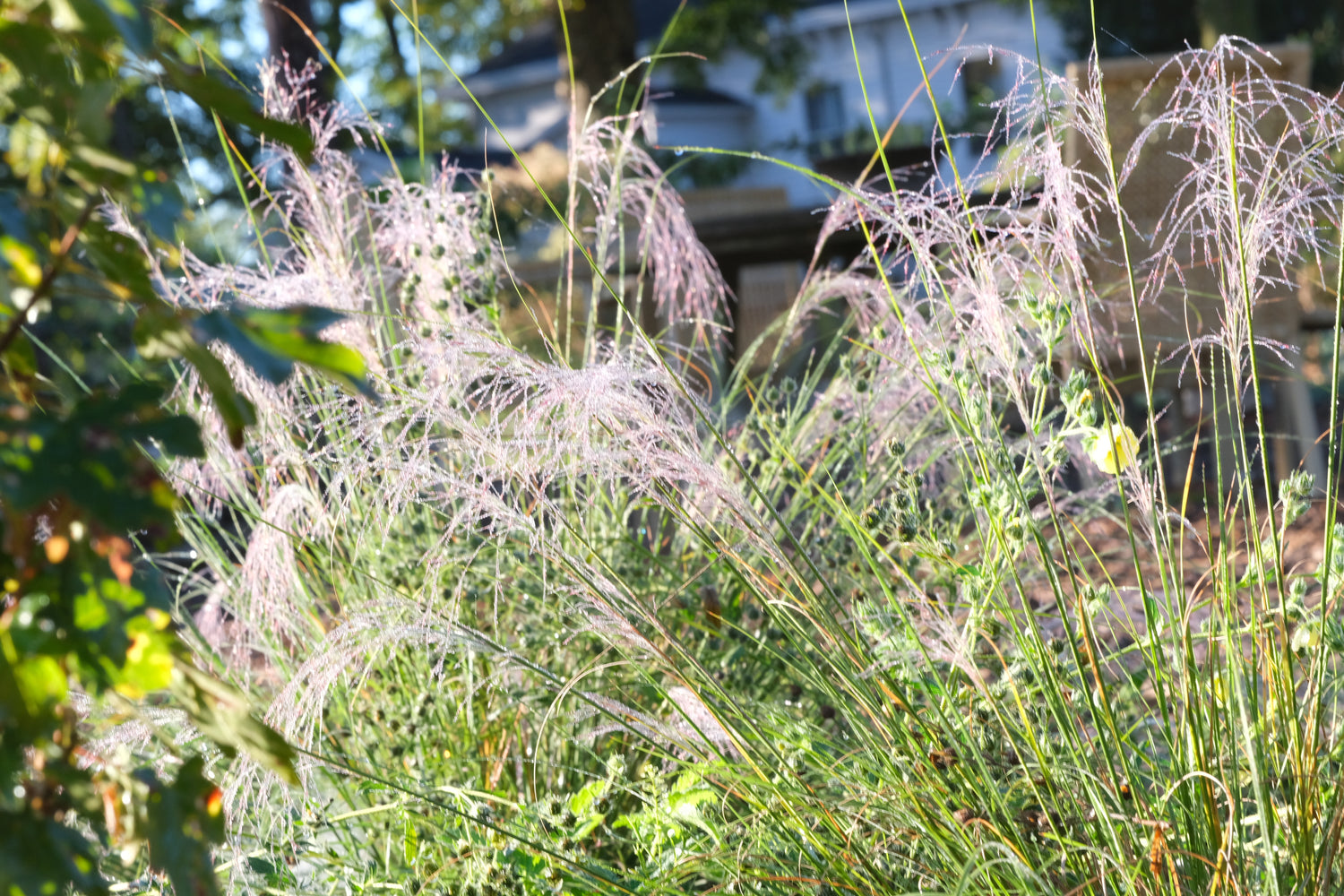 Muhlenbergia reverchonii &