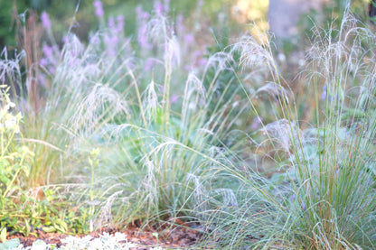 Muhlenbergia reverchonii &