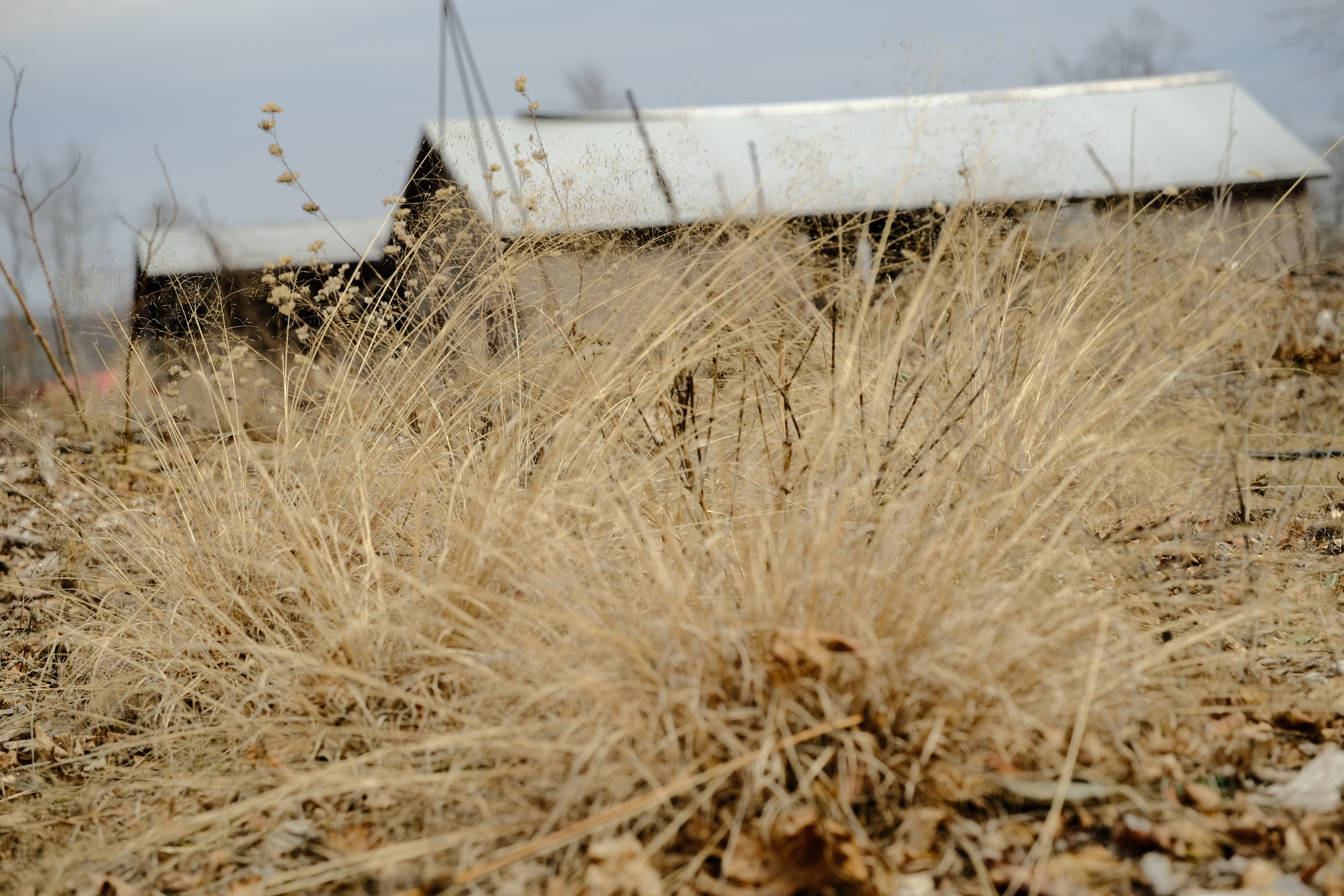 Muhlenbergia reverchonii &