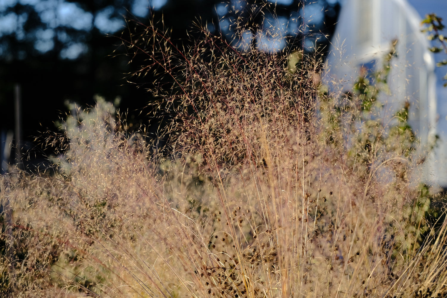 Muhlenbergia reverchonii &