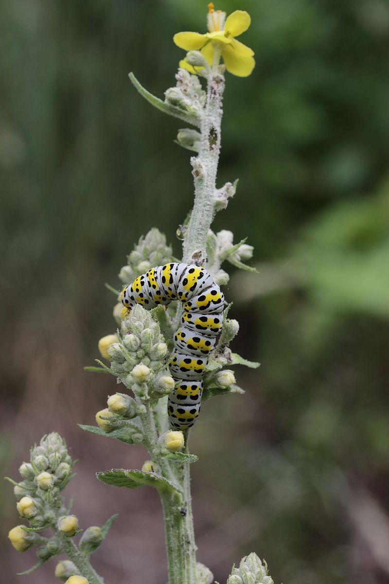 Cucullia verbasci (mullein moth caterpillar) on Verbascum plant