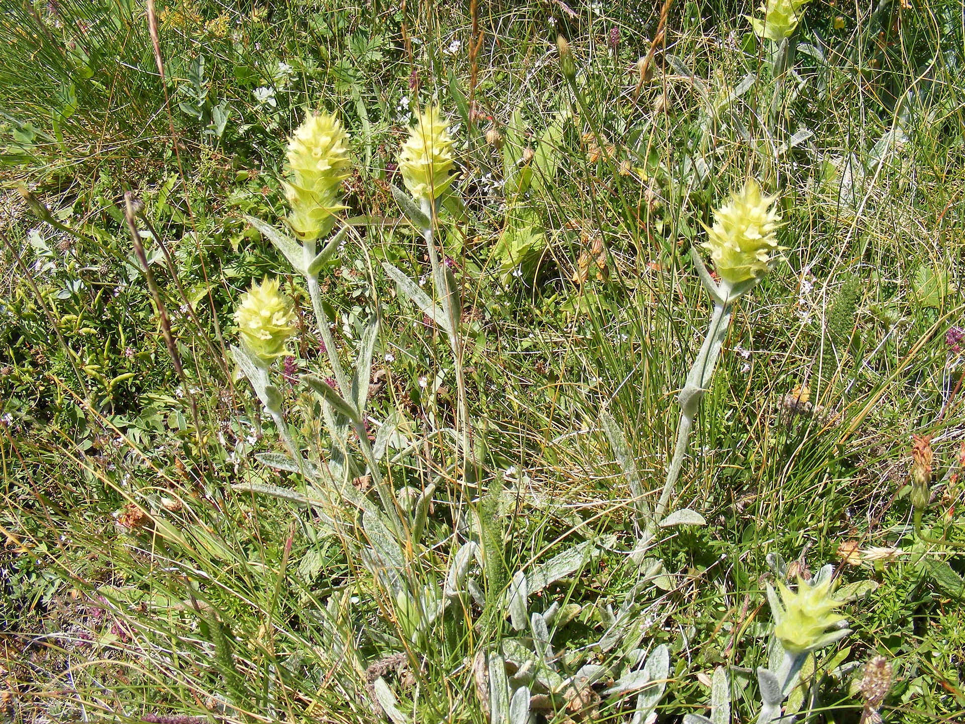 Yellow Sideritis scardica, commonly known as Greek mountain tea, wildflowers in a grassy field