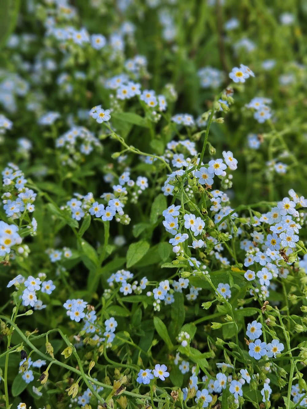 Myosotis scorpioides (water forget-me-not) in bloom