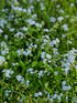 Myosotis scorpioides (water forget-me-not) in bloom